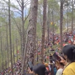 Rishikesh Protest News: Tree Felling Halted After Massive Public Demonstrations